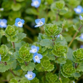 Speedwell – Creeping