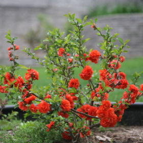 Quince/ Orange Storm