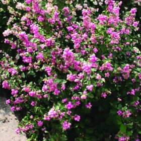 Snowberry/ Candy Coralberry