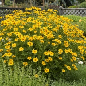False Sunflower
