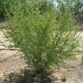 Privet/ New Mexican