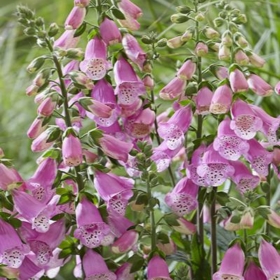 Foxglove