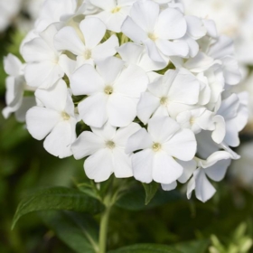 Phlox – Garden