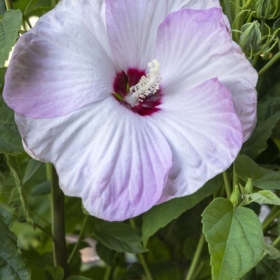Hardy Hibiscus