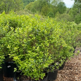 Privet/ Lodense