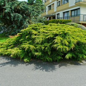 Juniper/ Old Gold