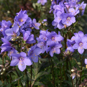 Jacob’s Ladder