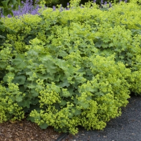 Lady’s Mantle