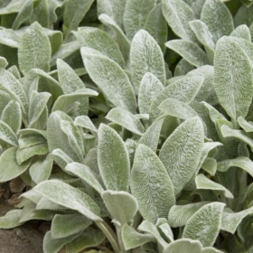 Lambs Ear