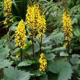 Ligularia