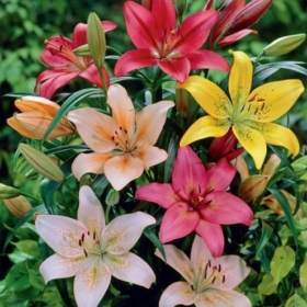 Lily