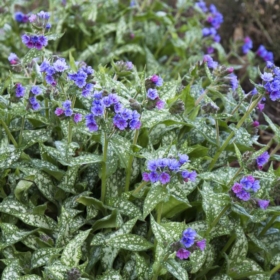Lungwort