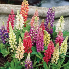 Lupine