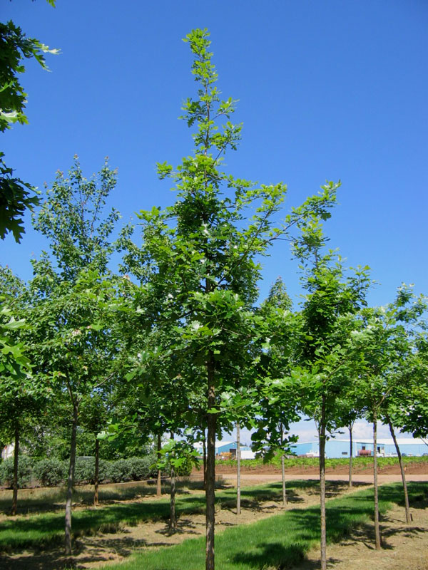 Urban Pinnacle Oak at Pine Lane Nursery