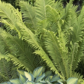 Fern / Ostrich