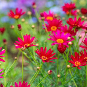 Painted Daisy