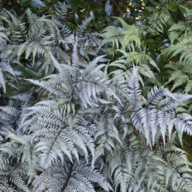Fern / Japanese Painted