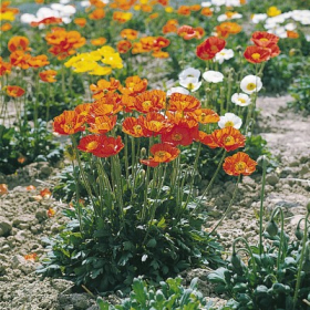 Poppy – Iceland