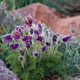 Pasque flower