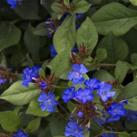 Plumbago