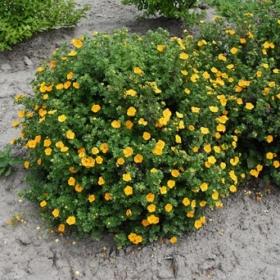 Potentilla/ Mango Tango