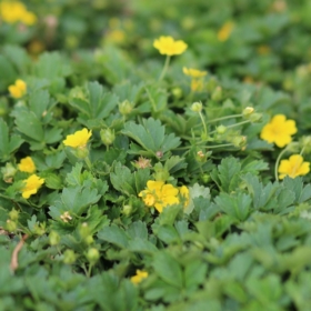 Potentilla / Creeping