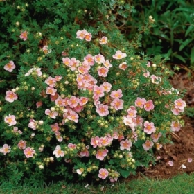 Potentilla/ Pink Beauty