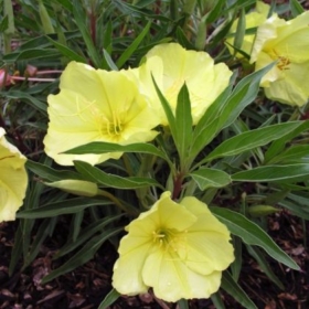 Primrose