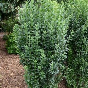 Privet/ Straight Talk