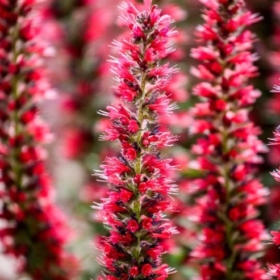 Red Feathers
