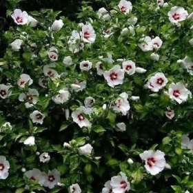 Rose of Sharon/ Red Heart