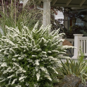 Spirea/ Snowmound