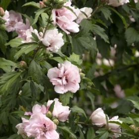 Rose of Sharon/ Blushing Bride