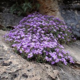 Rock Cress