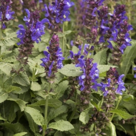 Salvia