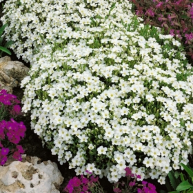Sandwort