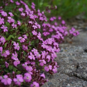 Rock Soapwort