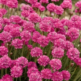 Sea Thrift / Sea Pinks