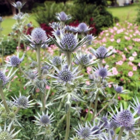 Sea Holly