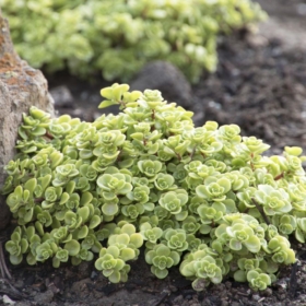 Stonecrop