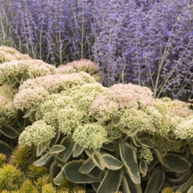 Stonecrop – Showy Upright