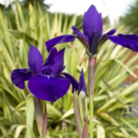 Iris Siberian