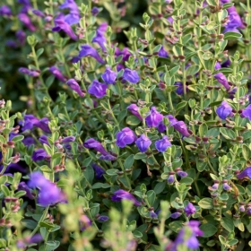 Skullcap