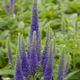 Speedwell