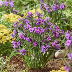 Spiderwort