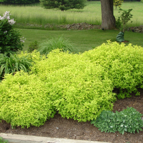 Spirea/ Goldmound