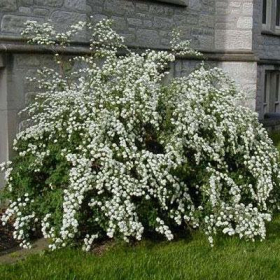 Spirea/ Vanhoutte Renaissance