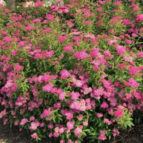 Spirea/ Neon Flash