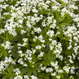 Sweet Woodruff
