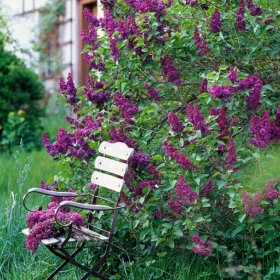 Lilac/ Charles Joly